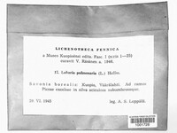 Lobaria pulmonaria image